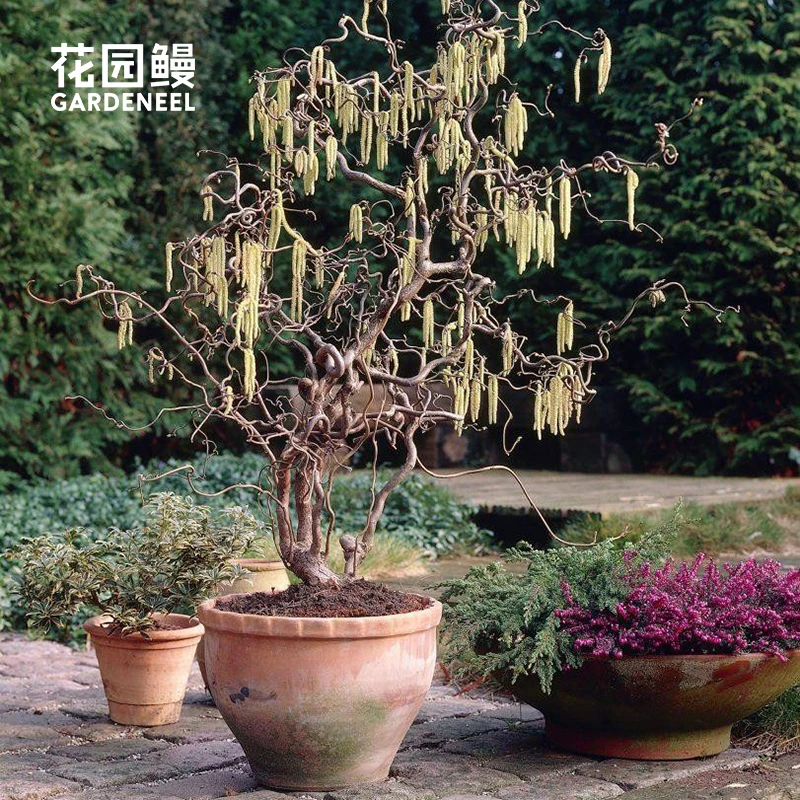 花园鳗曲枝欧榛哈利兰黛的拐杖扭扭榛观枝观果彩叶树庭院骨架植物