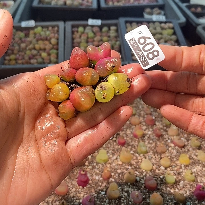 海*大舅生石生石花肉锥608