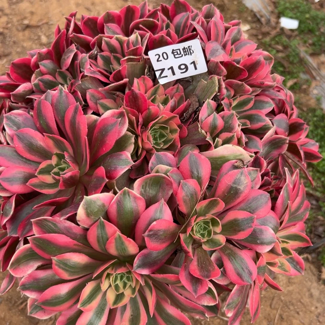 191女妖，满20包邮嘟叮熊