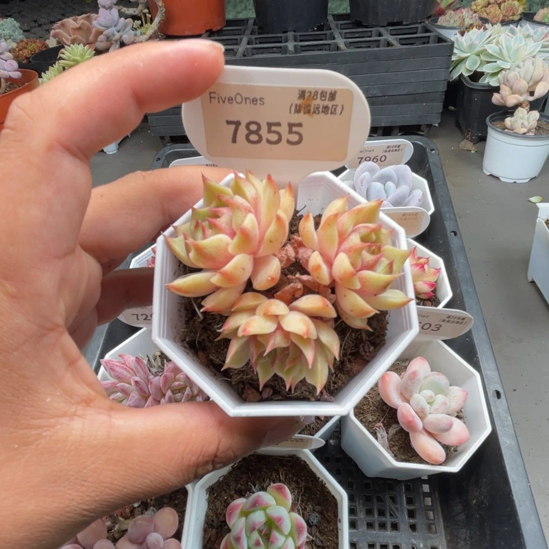 7855苯巴蒂斯4.5厘米