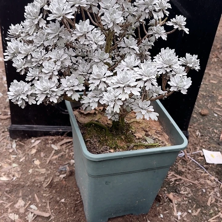 雷***游带盆带土发货哈哈哈哈