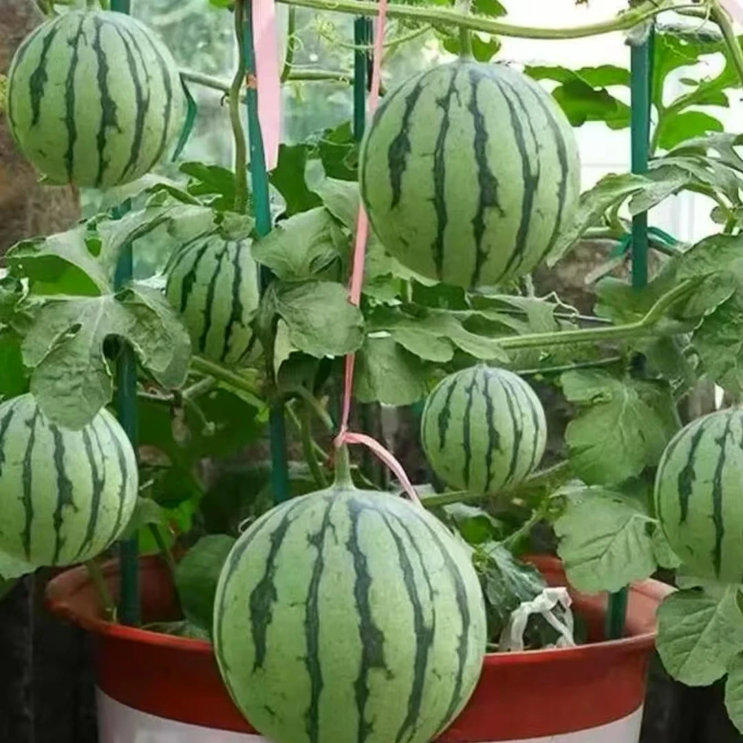 盆栽小西瓜种子麒麟西瓜红玉西瓜种籽阳台庭院均可种植绿皮红壤D