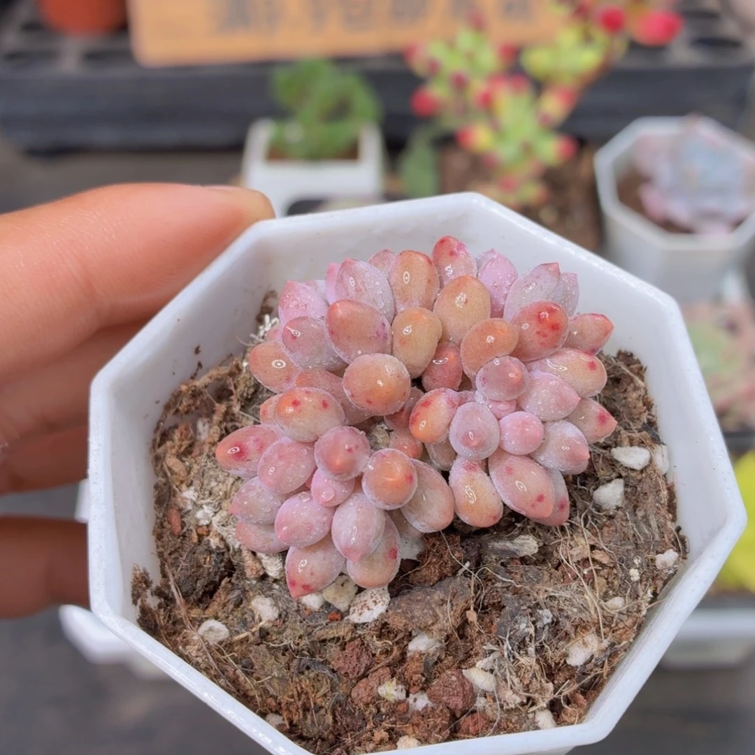 婴儿手指多肉9.9包邮发货