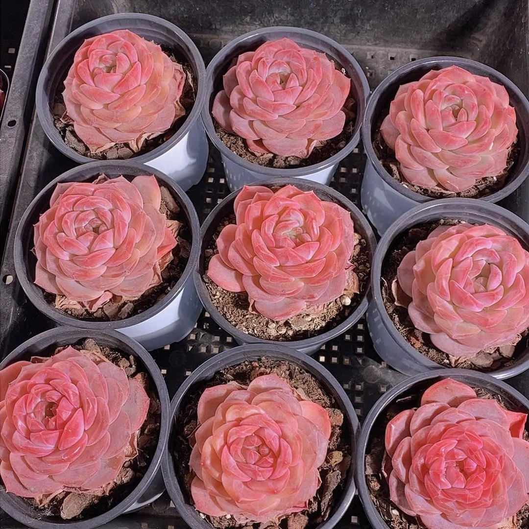 0207-雪芙蓉大单头一颗 量拍