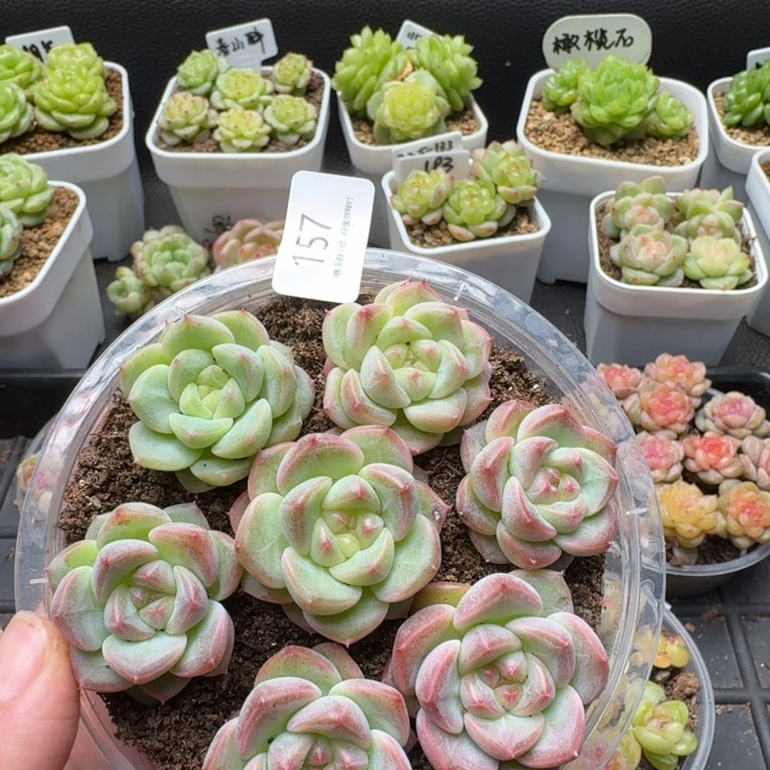 一物一拍一盒510-157