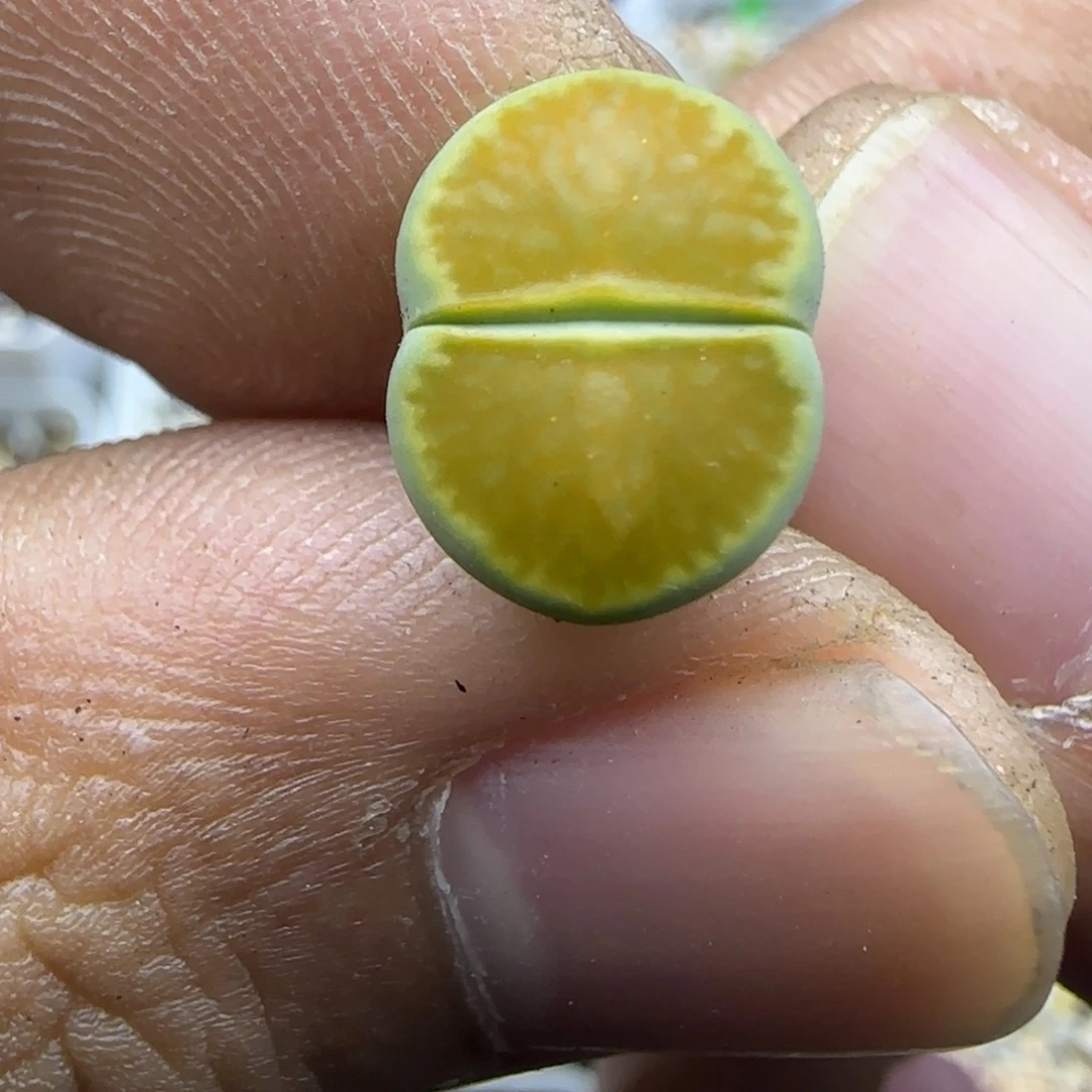 556 生石花大棚直播