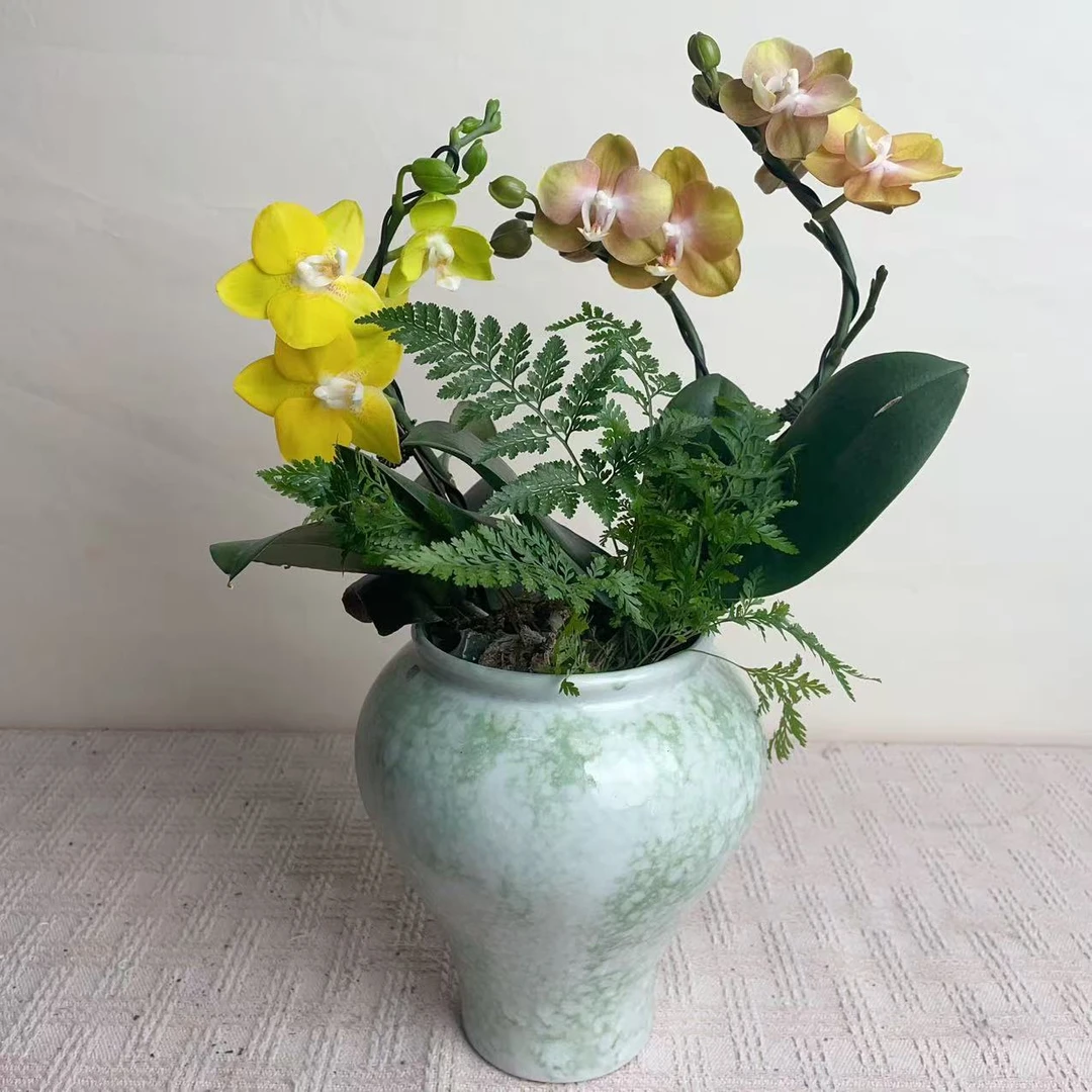 国华优选【金枝玉叶】蝴蝶兰轻奢绿植花卉艺术高级盆栽植株很好养