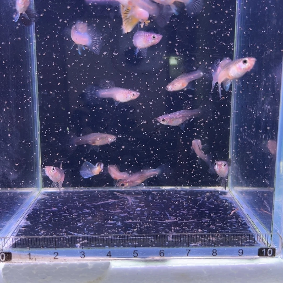 孔雀鱼所见即所得15条