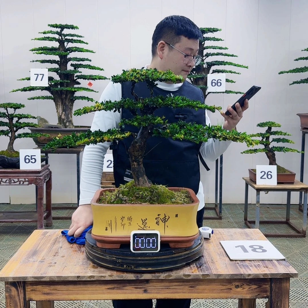 盆景罗汉松造型盆景