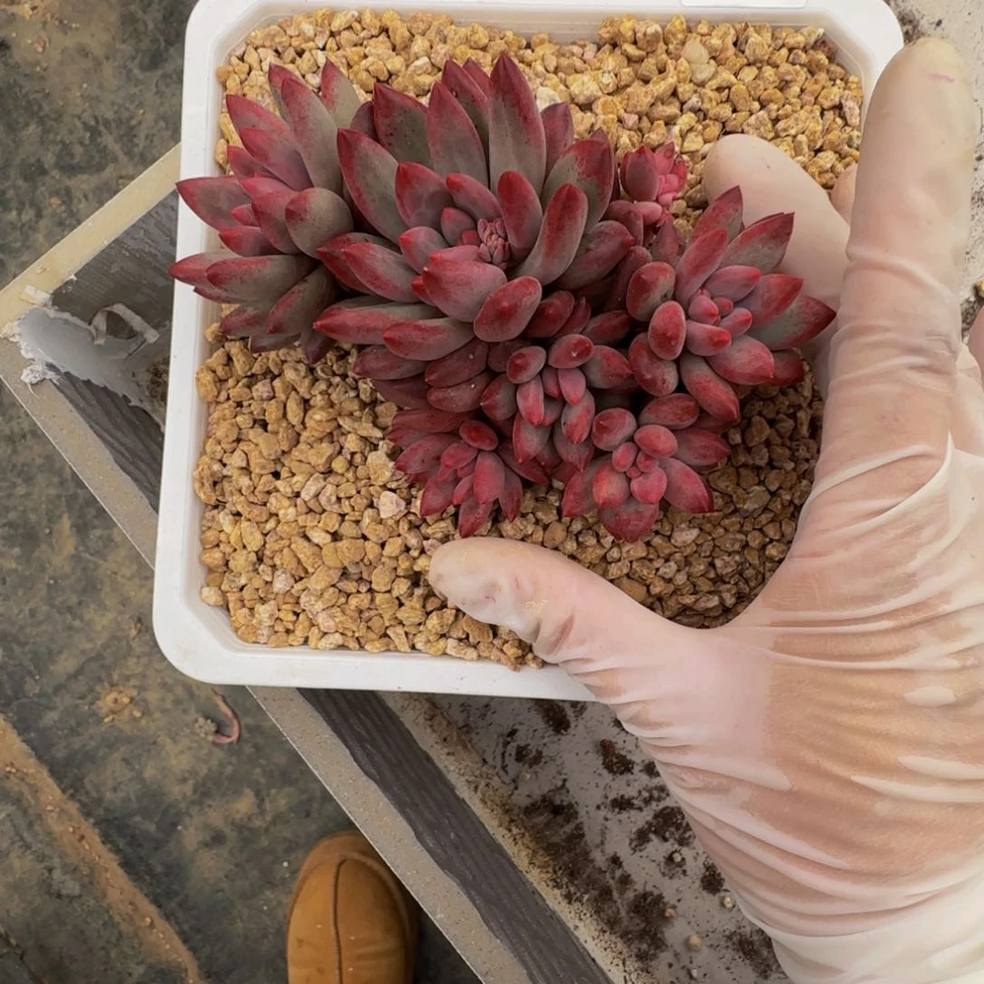 r r r r r r r r r 11