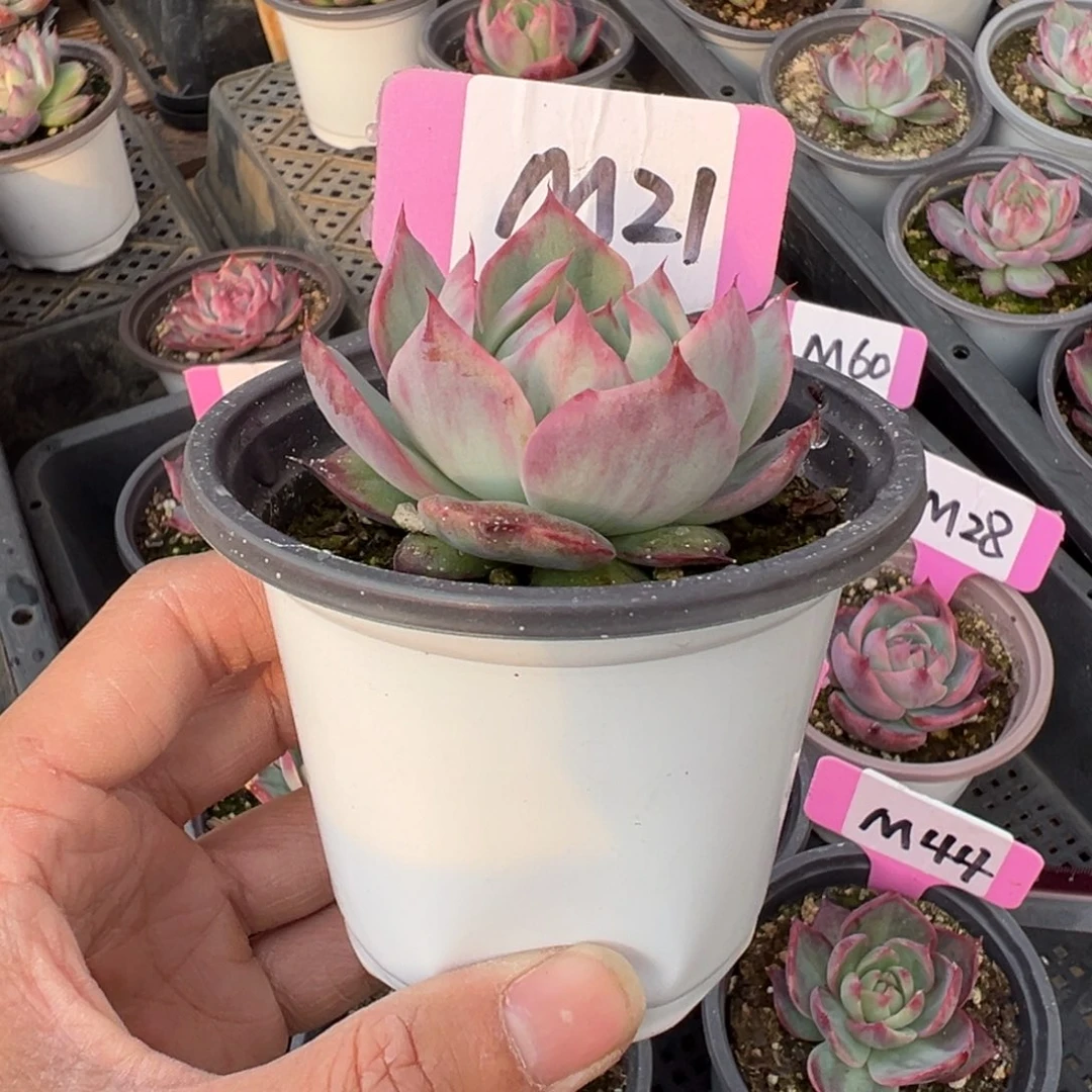 不****线M21惊鸿单头多肉