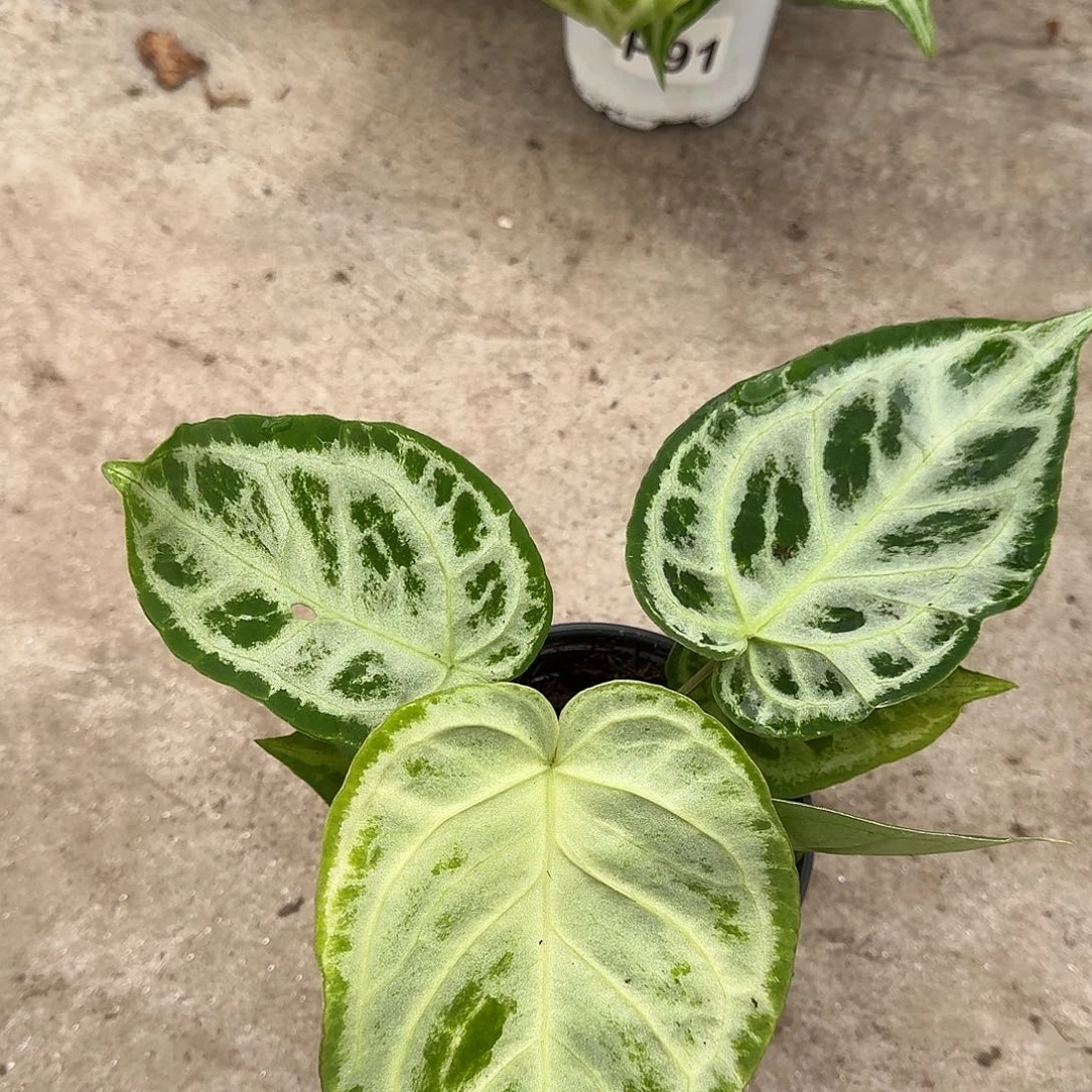 不开花植物高银度一物一拍A95