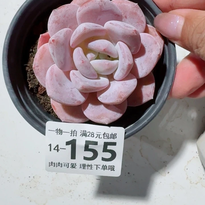 胖雪橙无盆土发货多肉多