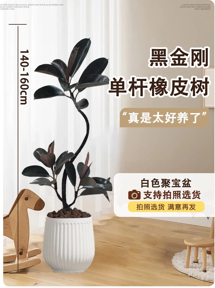 顺丰包邮黑金刚橡皮树室内大型绿植客厅造型办公室阳台植物好养