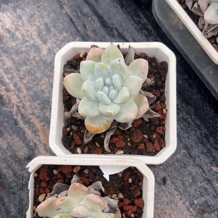 福利单头～可爱2427