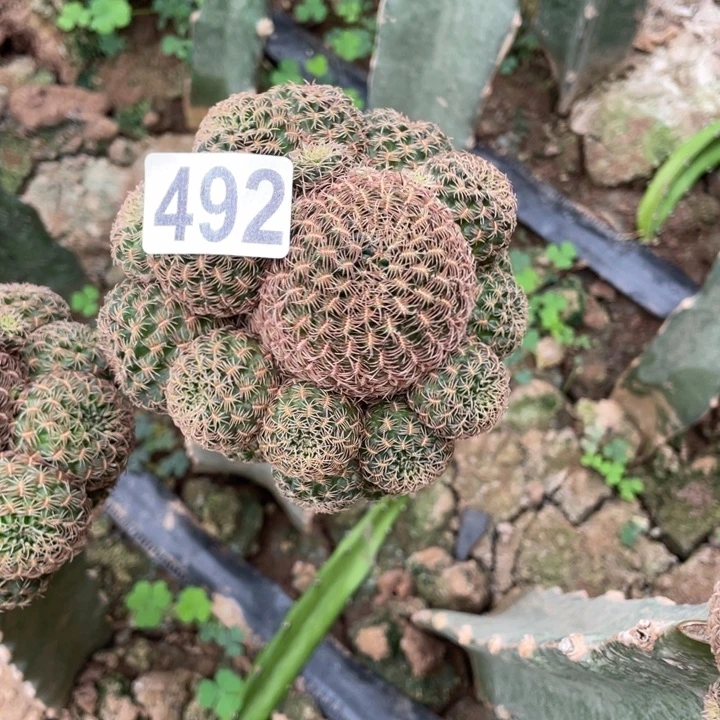沁***锁完全开放492嫁接沟宝山金太阳
