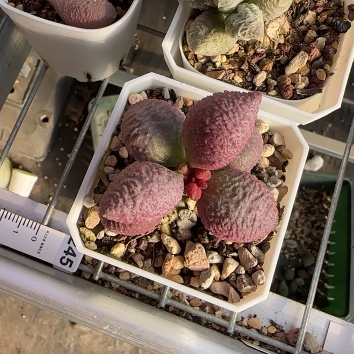 糖果水泡多肉植物