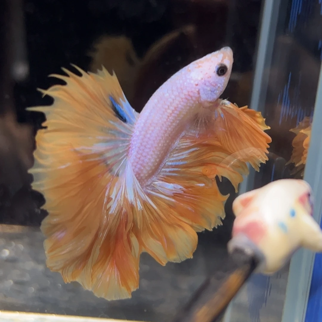 斗鱼7号高端新上架：芒果黄大花瓣
