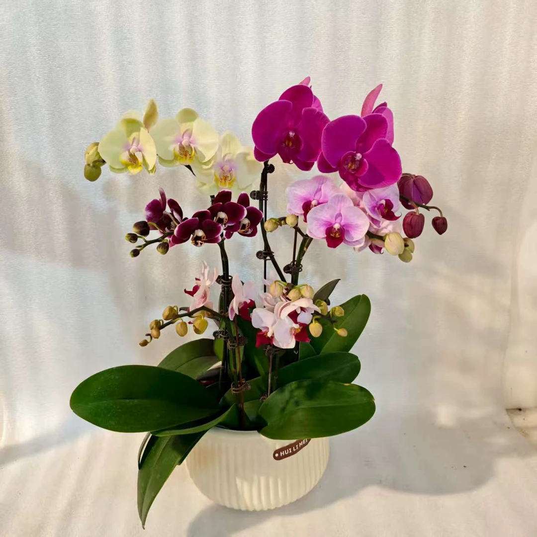 鲜花【全家福】蝴蝶兰室内种植观赏送礼带花发货
