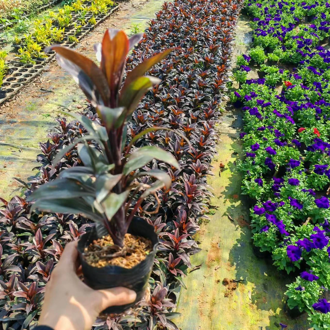 紫百合竹娃娃朱蕉室内绿植盆栽观叶植物客厅净化空气甲醛大型绿植