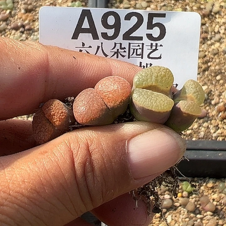 喵***崽无花朵925号风铃3个