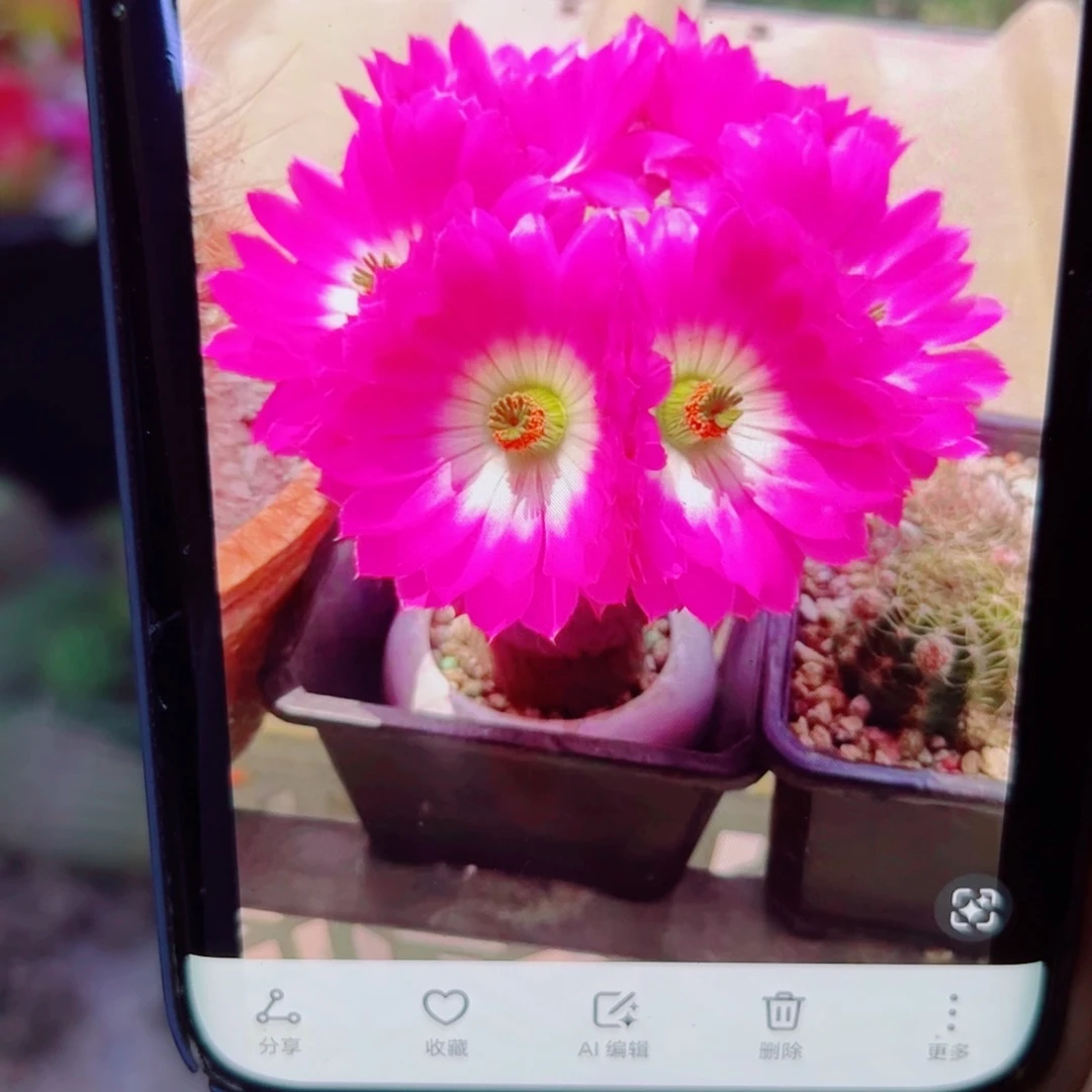 下3小红太阳根软5公分左右脱土发货20包邮