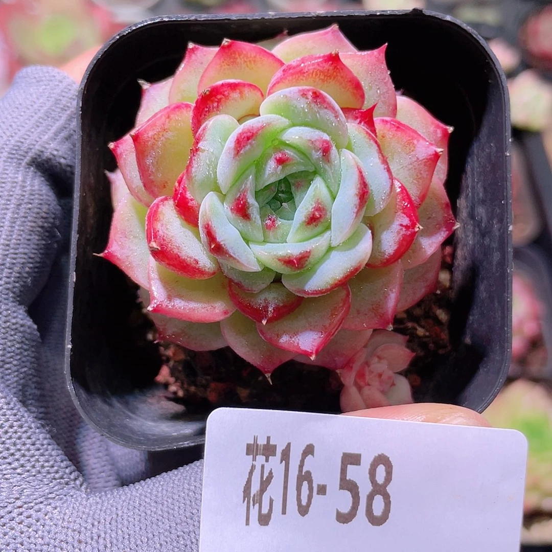 花利美16-58天鹅绒