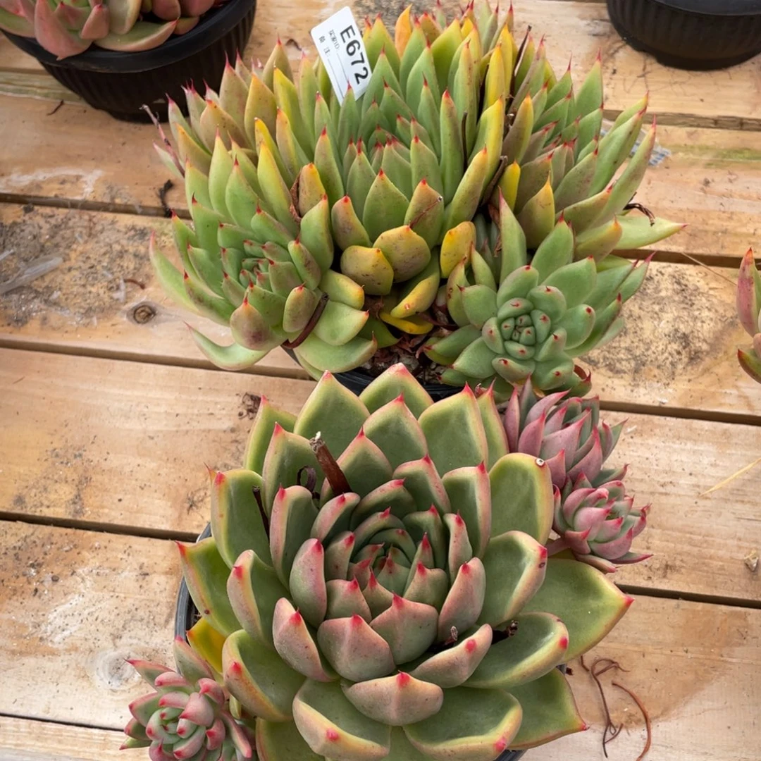 无花朵若如东云组拍E672