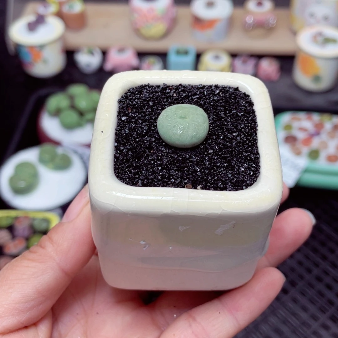 刘**儿w1245 带盆土发货-零下地区拍保温箱