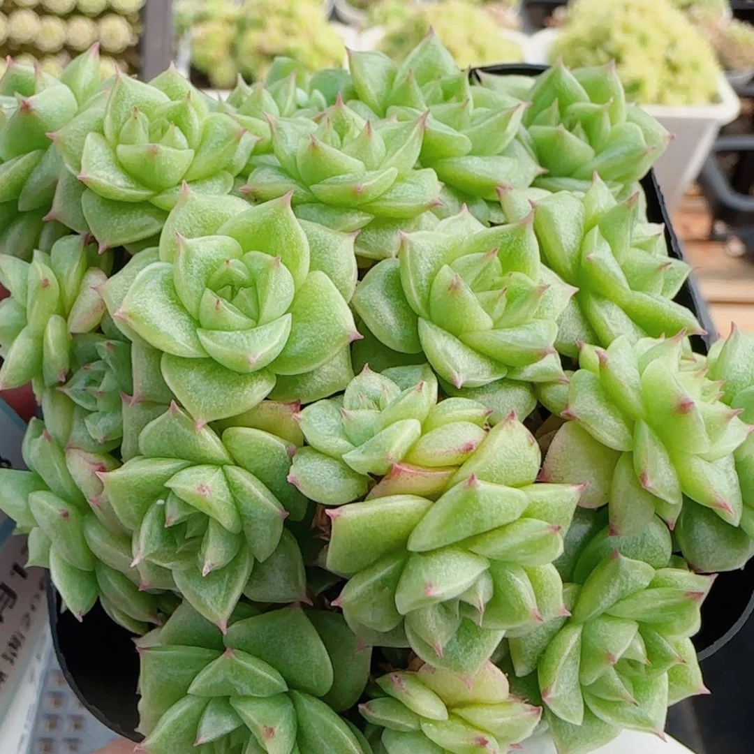 花语逸镜0717-42散