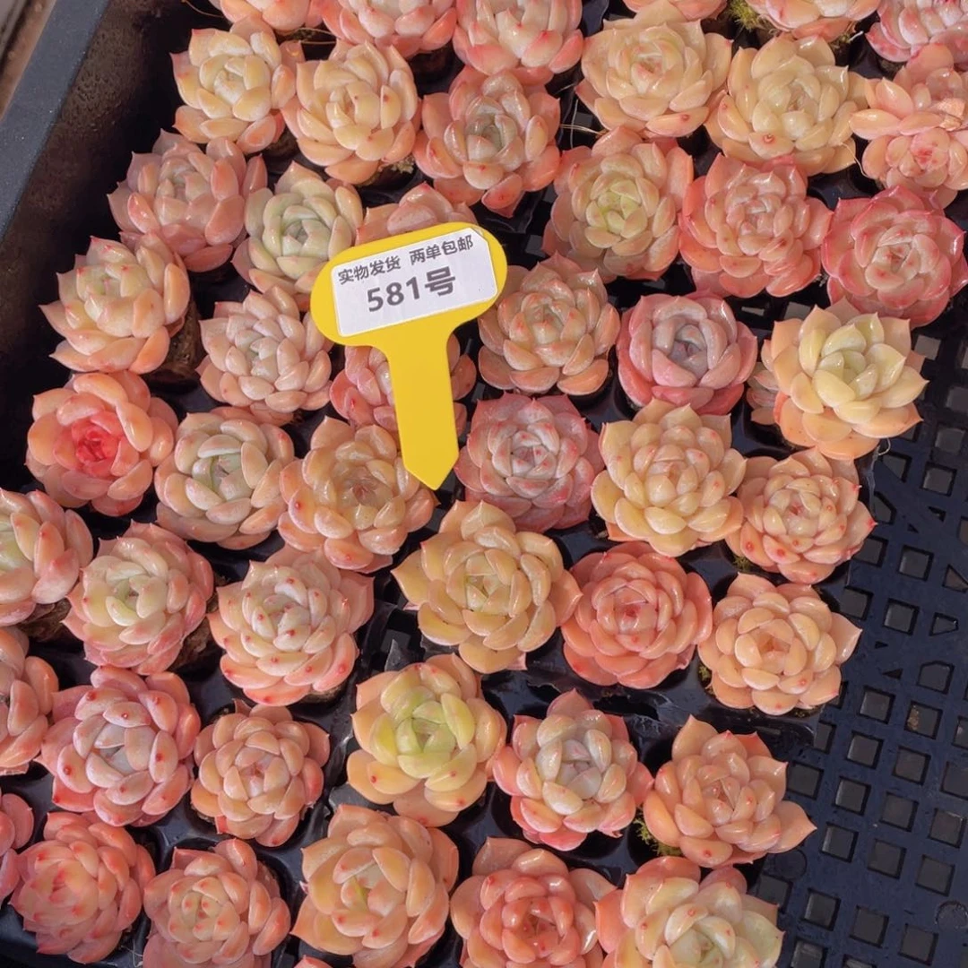 581号果冻白桃汽水组合9个