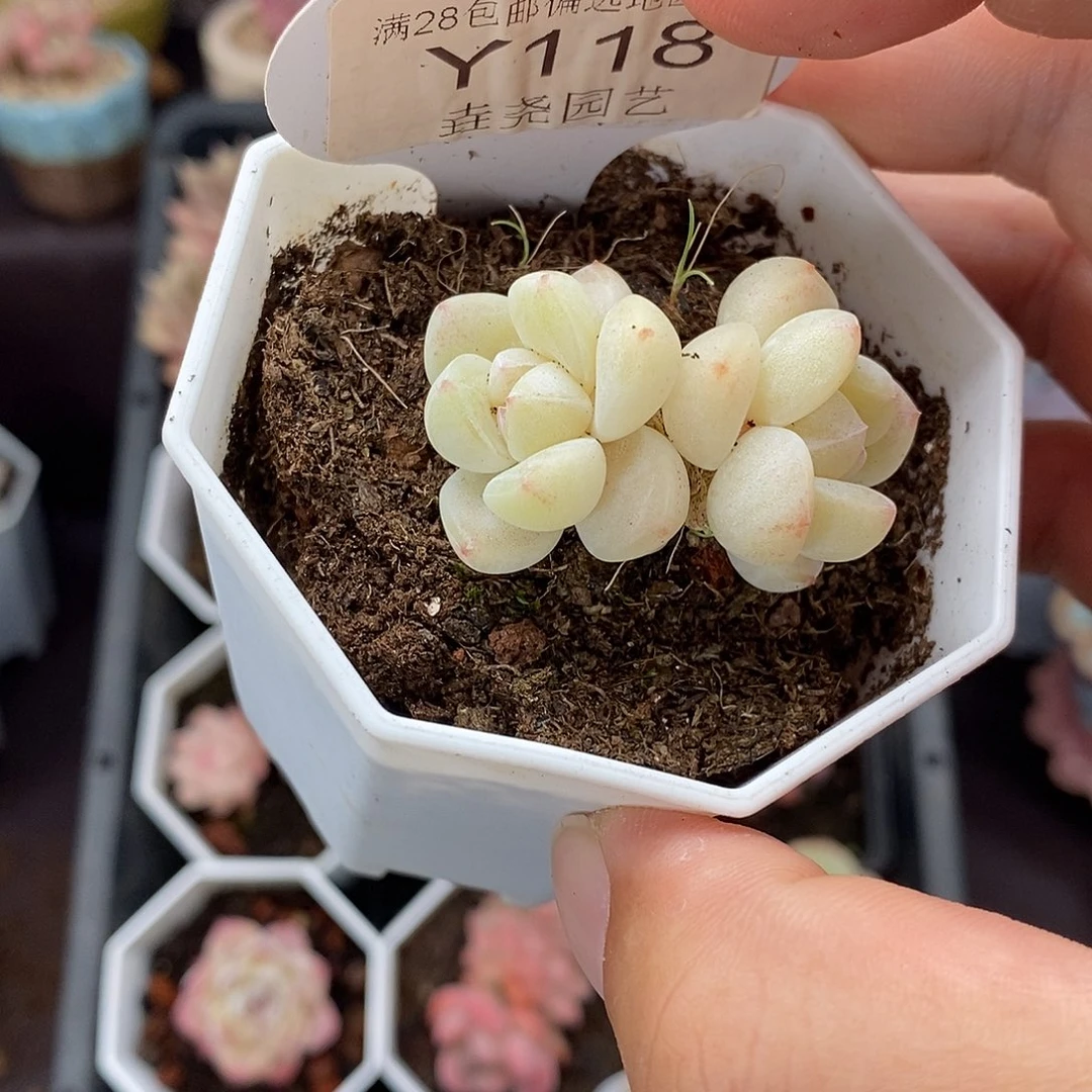 0118 双头冰玉 有砍 4cm