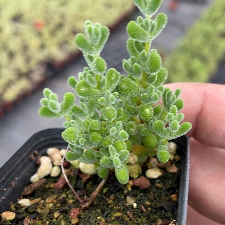 莱斯老桩精品处理55杯