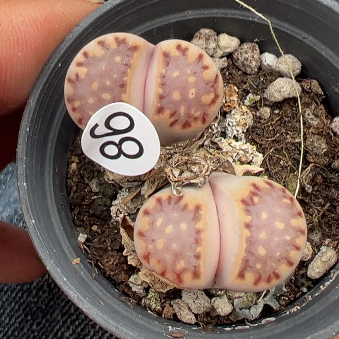 多肉植物111111111111111