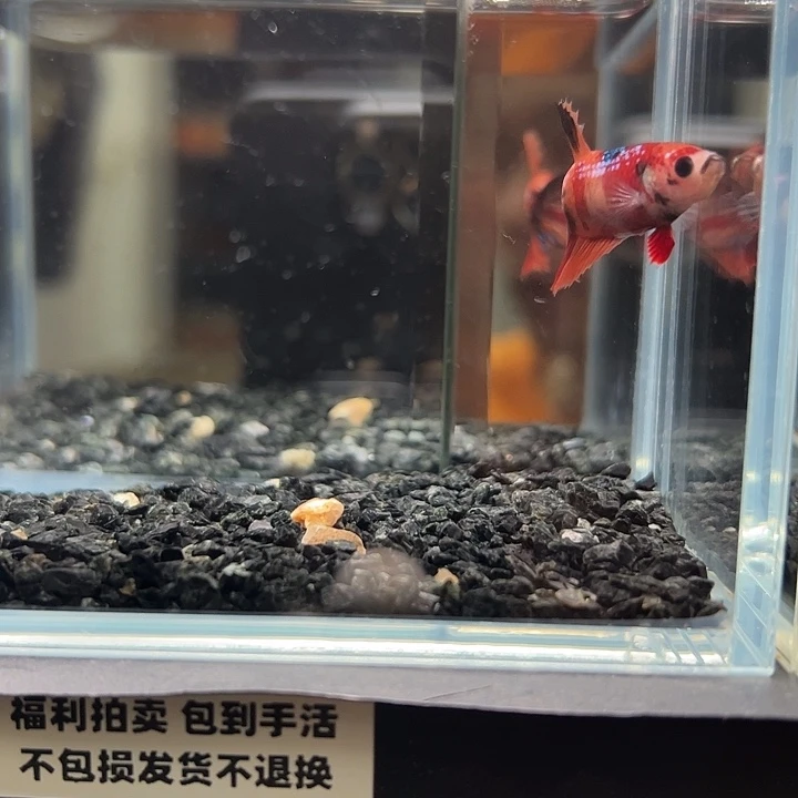 斗鱼竞拍跑单4日114母