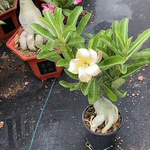 【闪购商品】无花朵c****阳