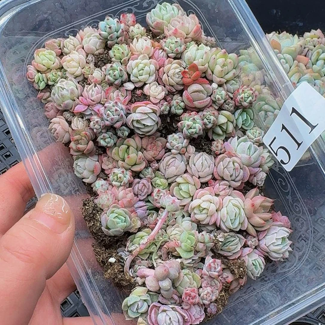 多肉植物多肉植物511
