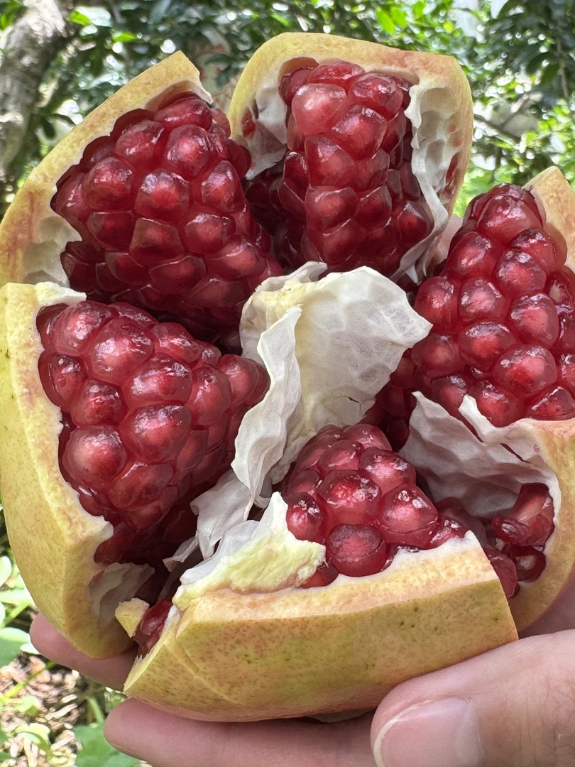 【老毕专属】四川会理软籽石榴新鲜采摘爆甜多汁当季水果