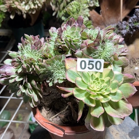 二***姐多肉植物一个有洞050