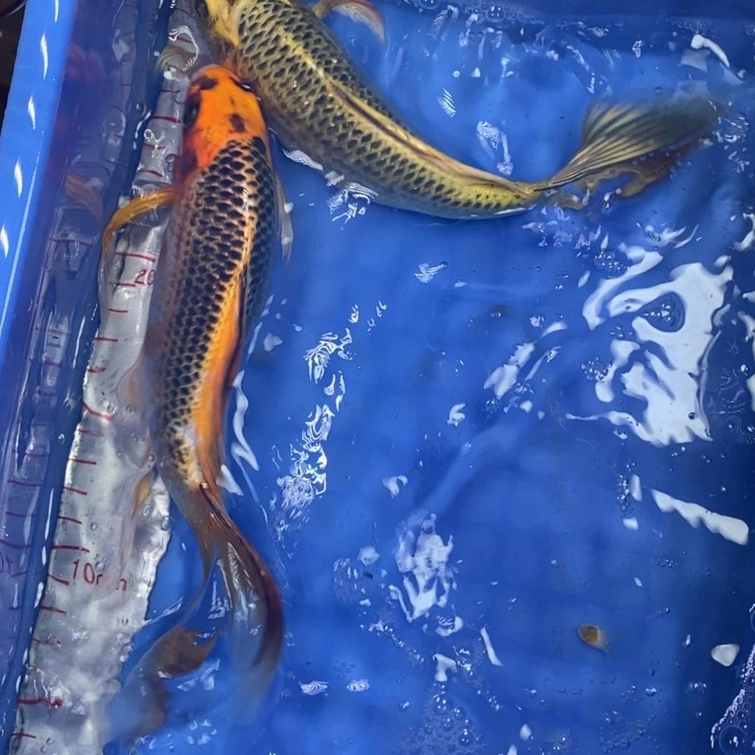 锦鲤冷水锦鲤包邮