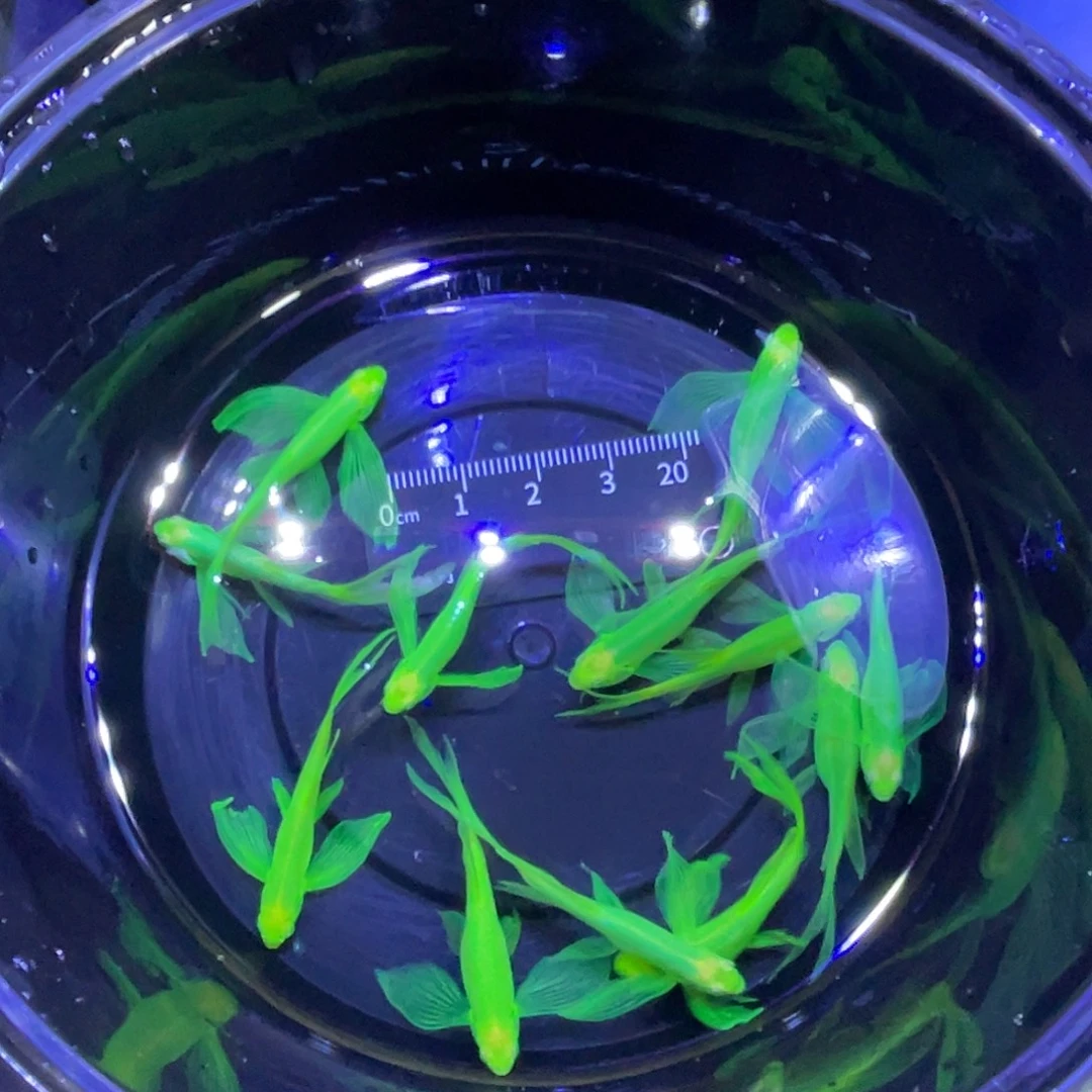 小***视斑马鱼包损到家、不退不换