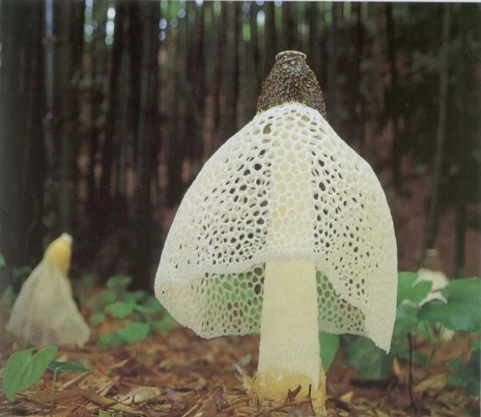 宜宾长宁蜀南竹海土特产竹荪干货无硫无干燥剂无碎渣煲汤佳品