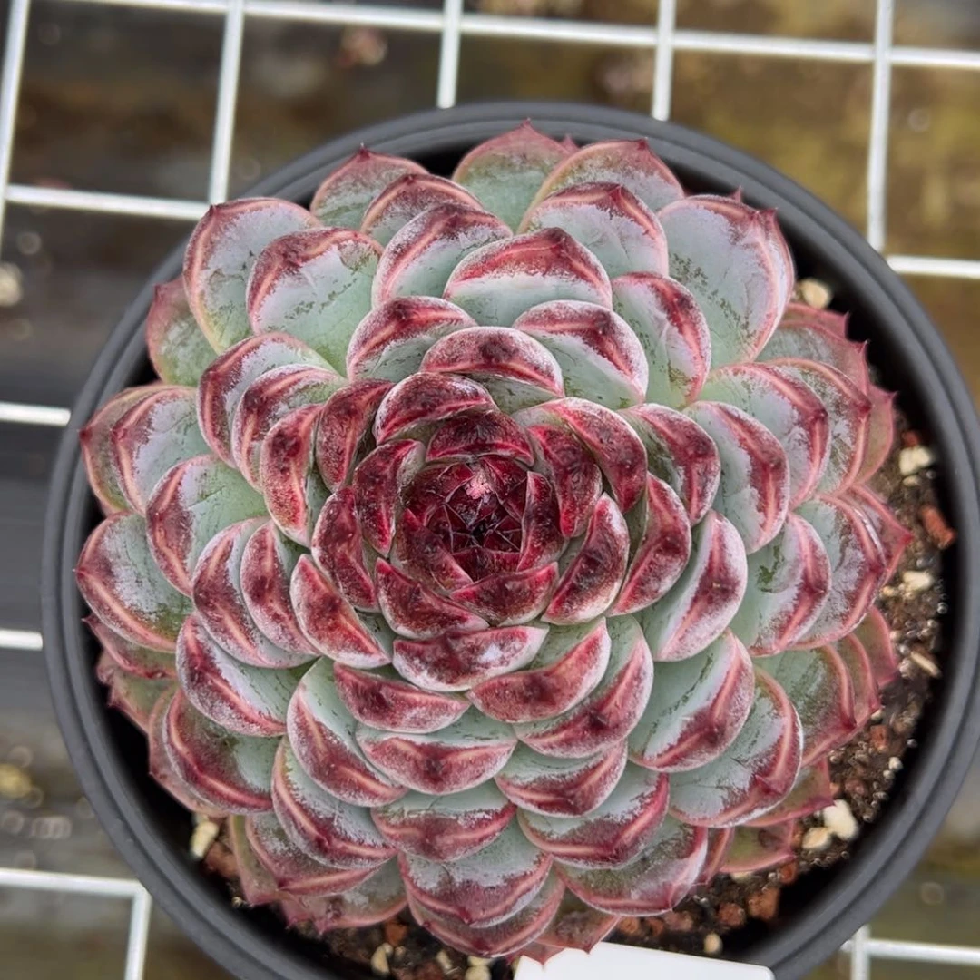 爱****】4873肉肉肉肉肉肉肉肉