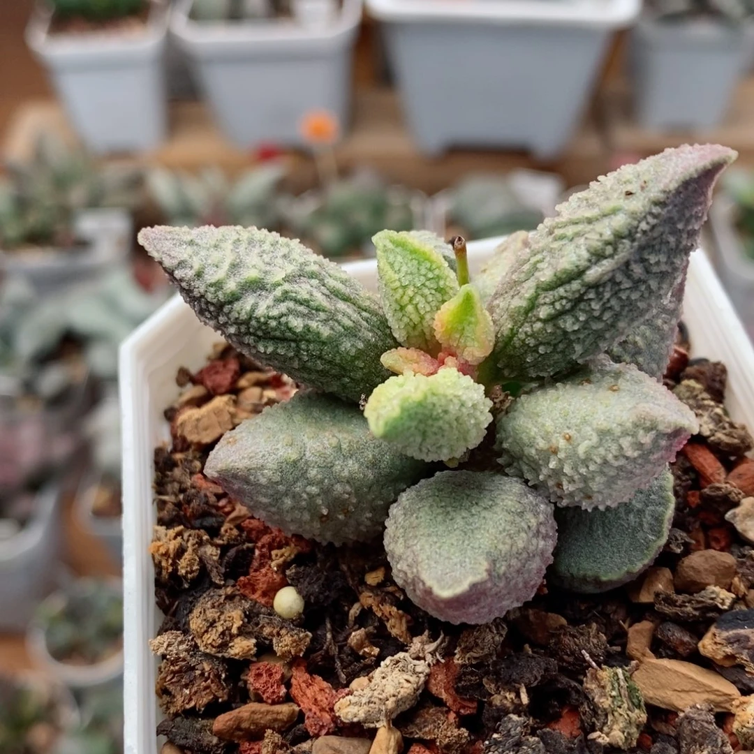 29号水泡多肉植物