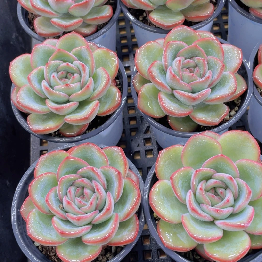 量拍79号 宽叶草莓泡芙大单头一个