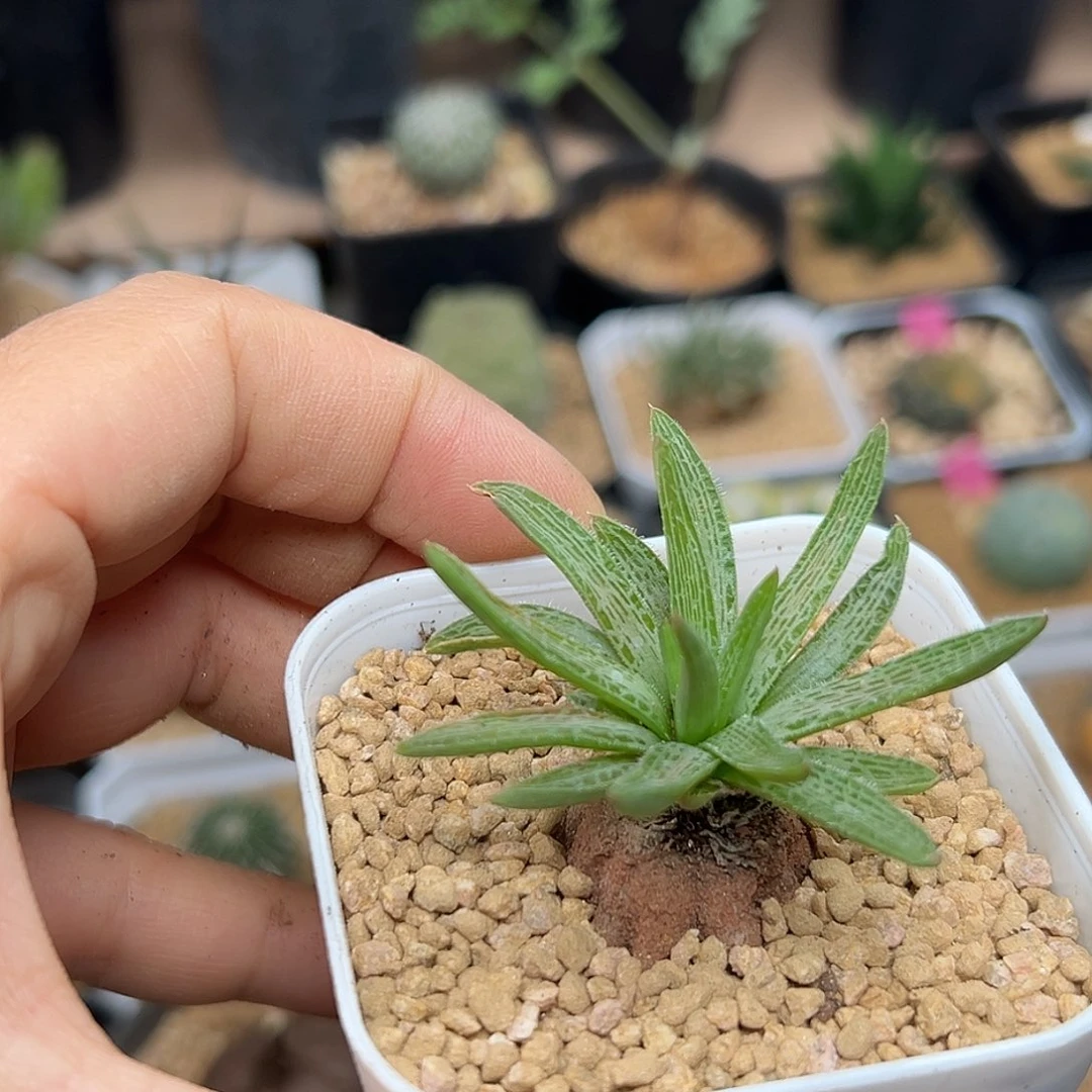 块根寿硬一颗一颗