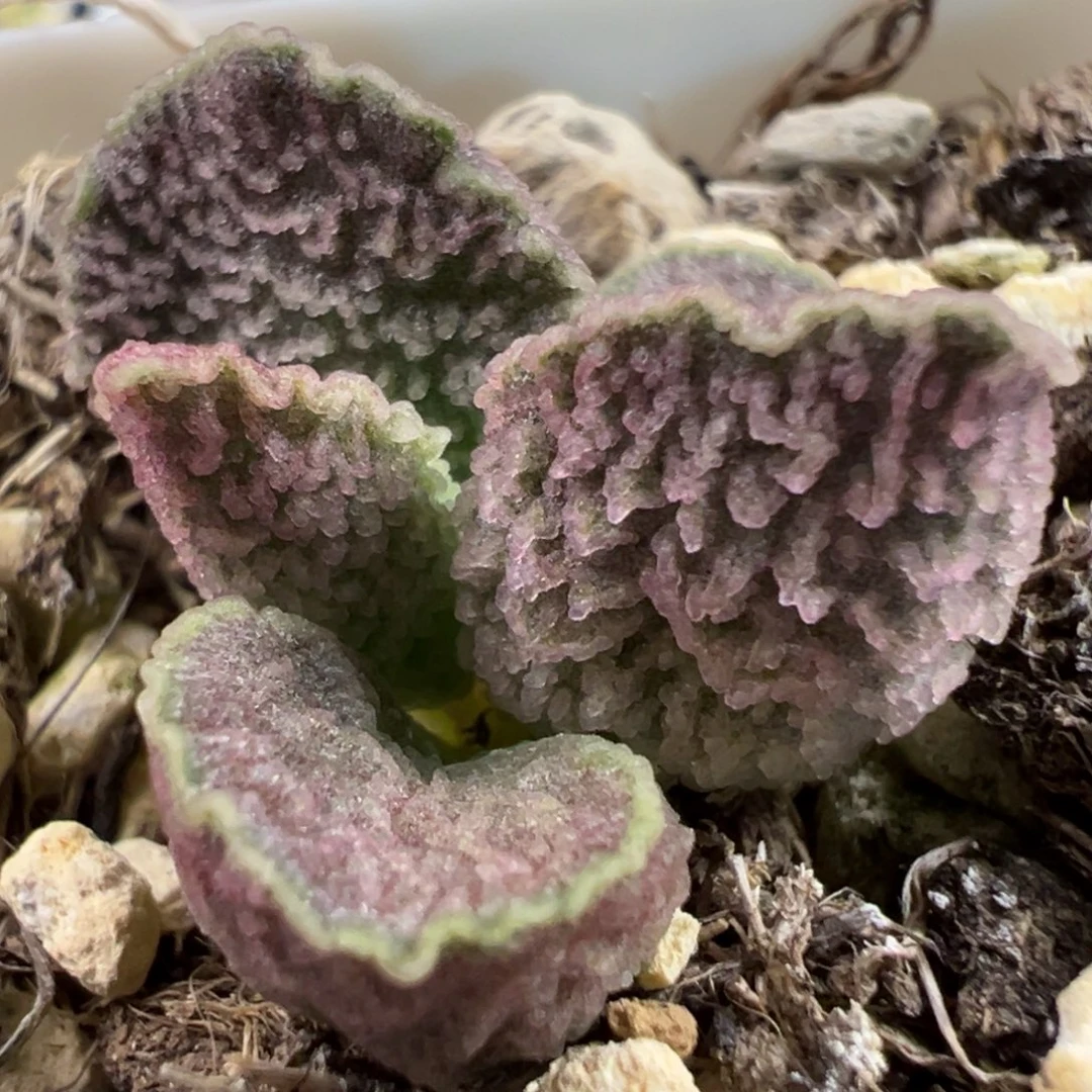 粉色鱼尾倒刺多肉植物水泡