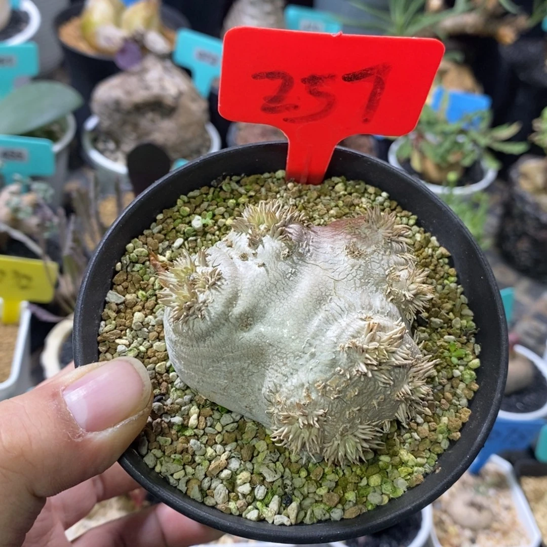 产地慧比须笑多肉植物