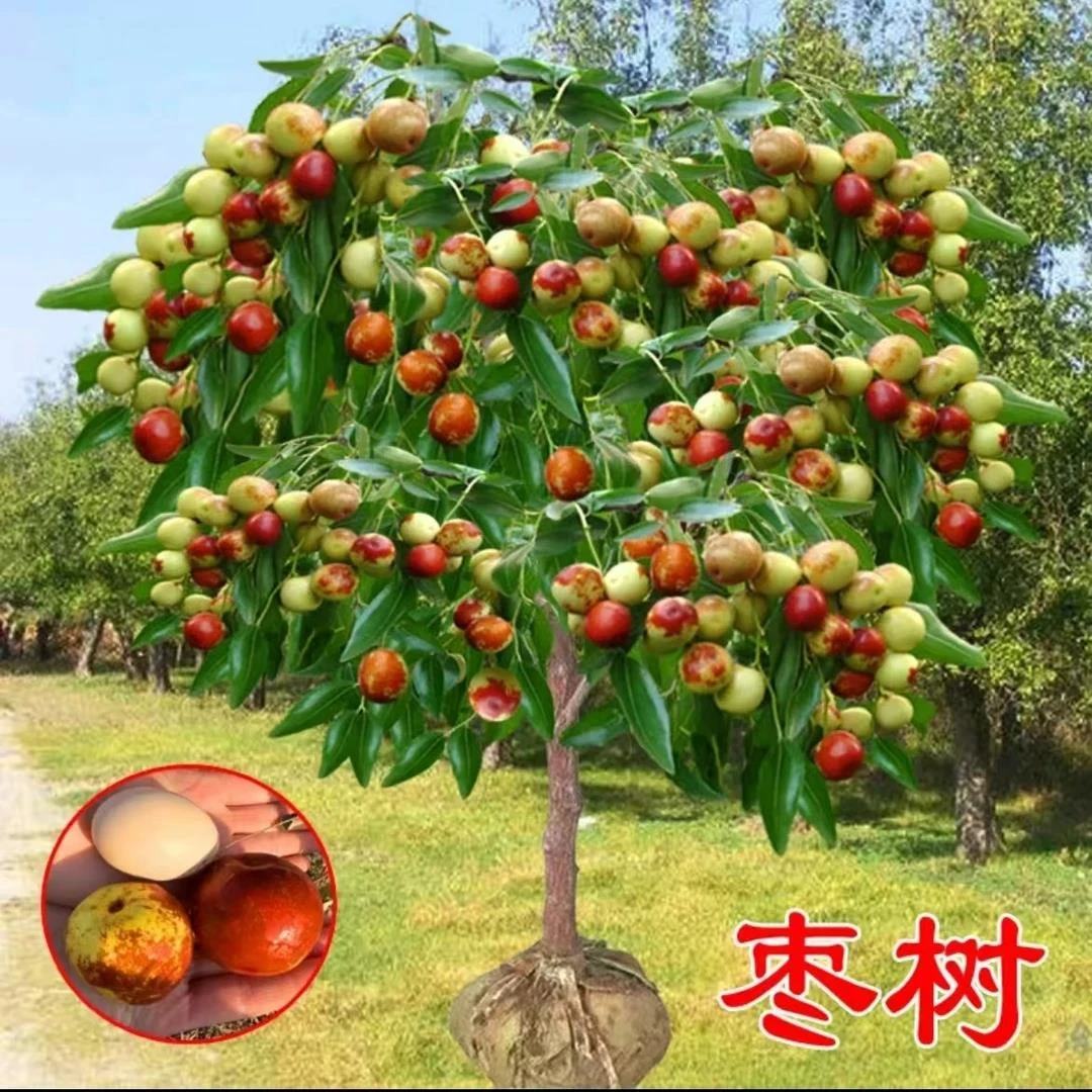 枣树苗特大沾化三代冬枣树苗矮化盆栽地栽耐寒南北方种植当年结果