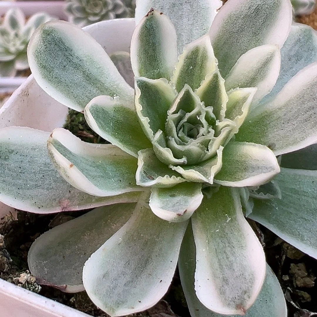 山地玫瑰锦秋夕1185号